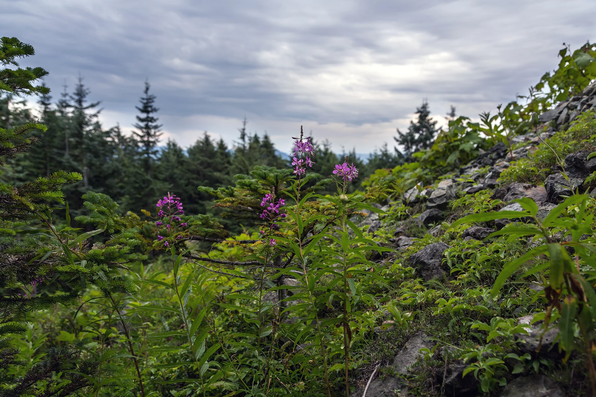 Wild flowers and plants on Mount Si.