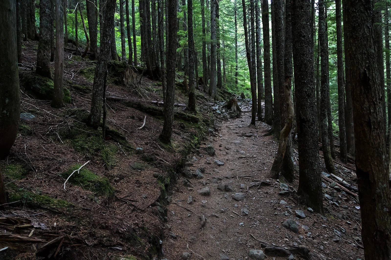 Trail near the top of Mount Si.