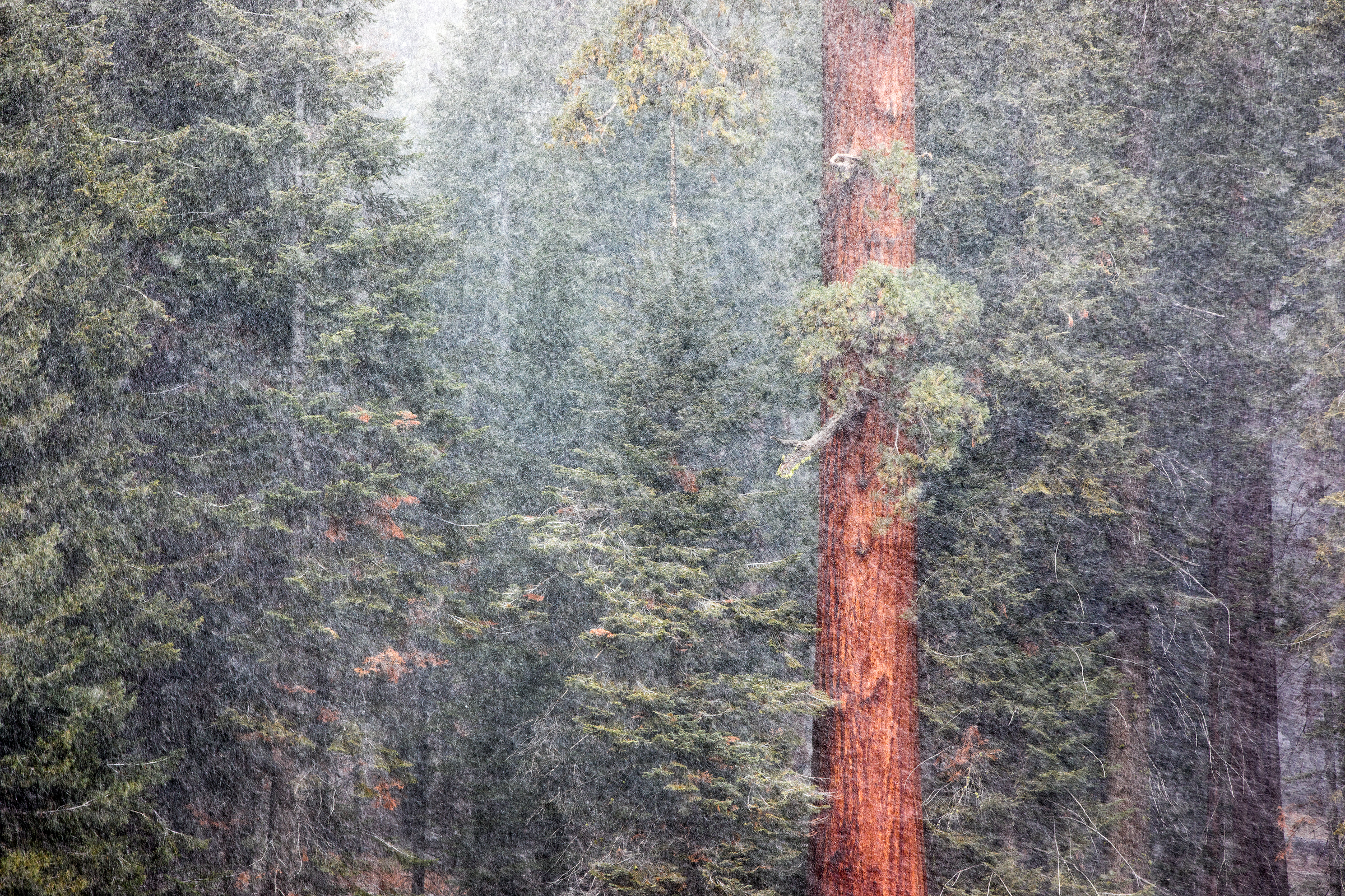 Sequoia Snowstorm.jpg