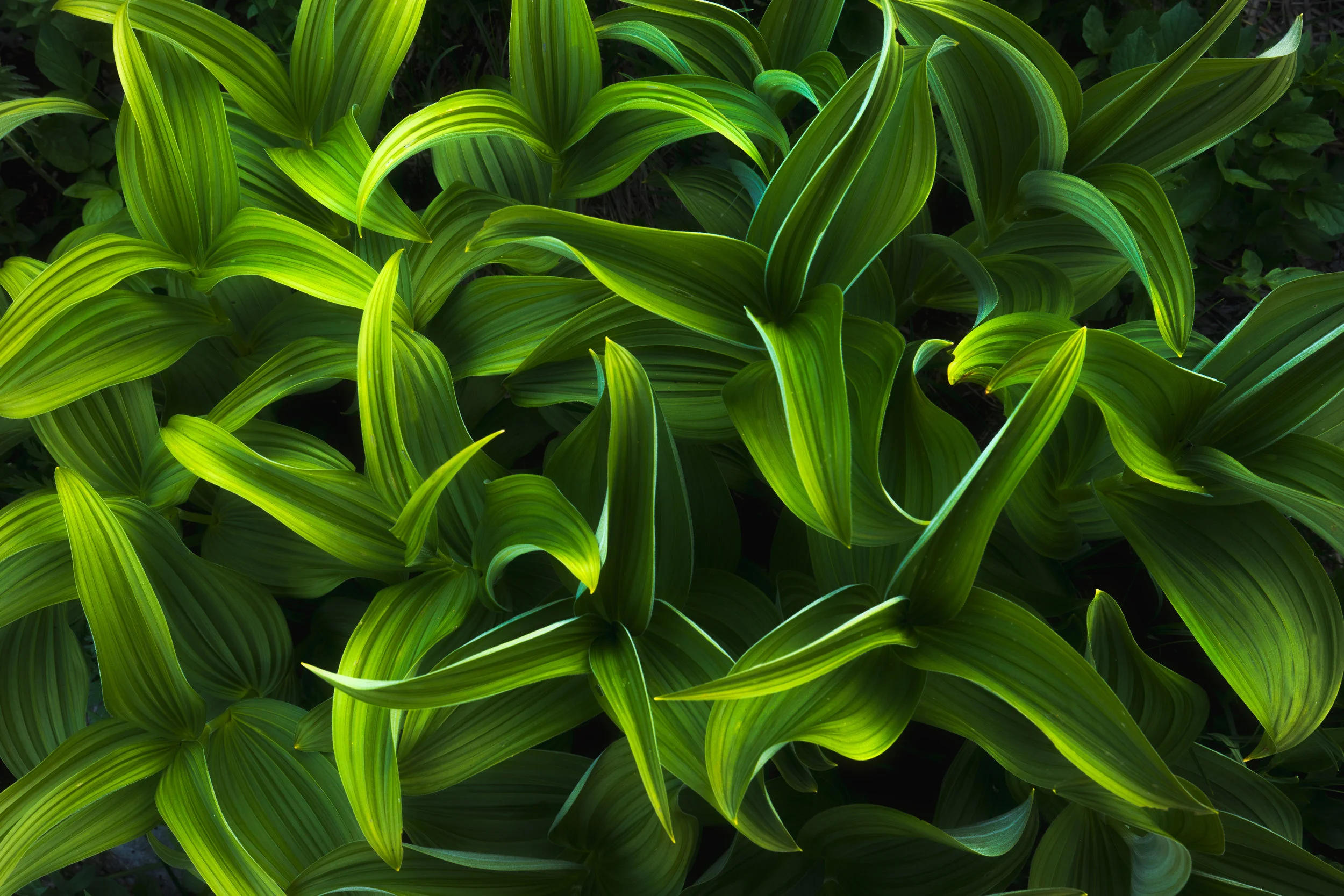 _A5A6723-Edit.jpg