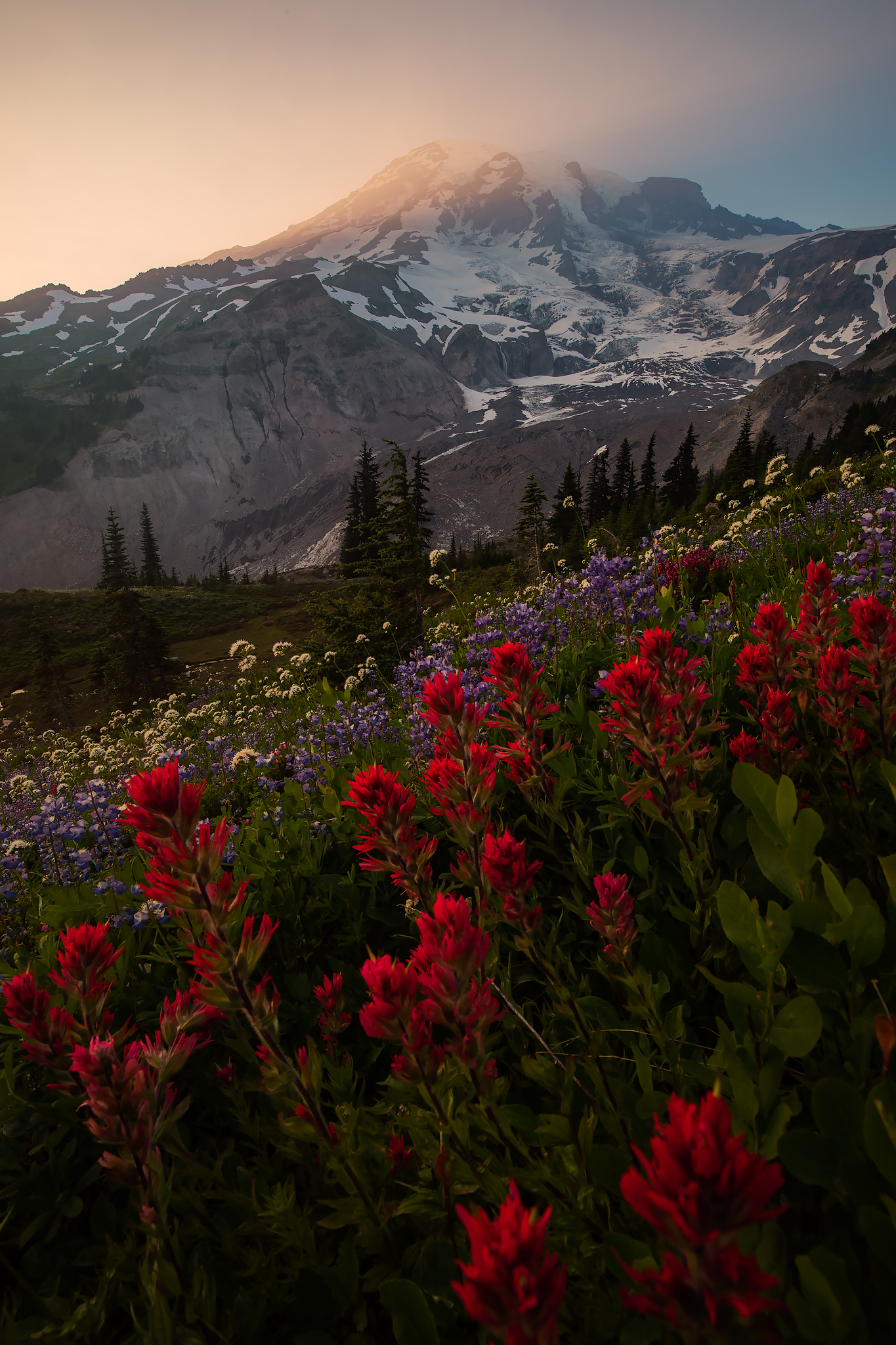 Rainier_Wildflowers_1.jpg