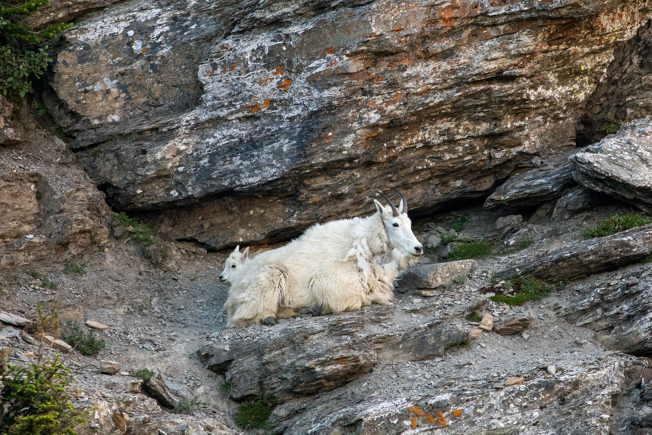 Mountain Goat and Kid.jpg