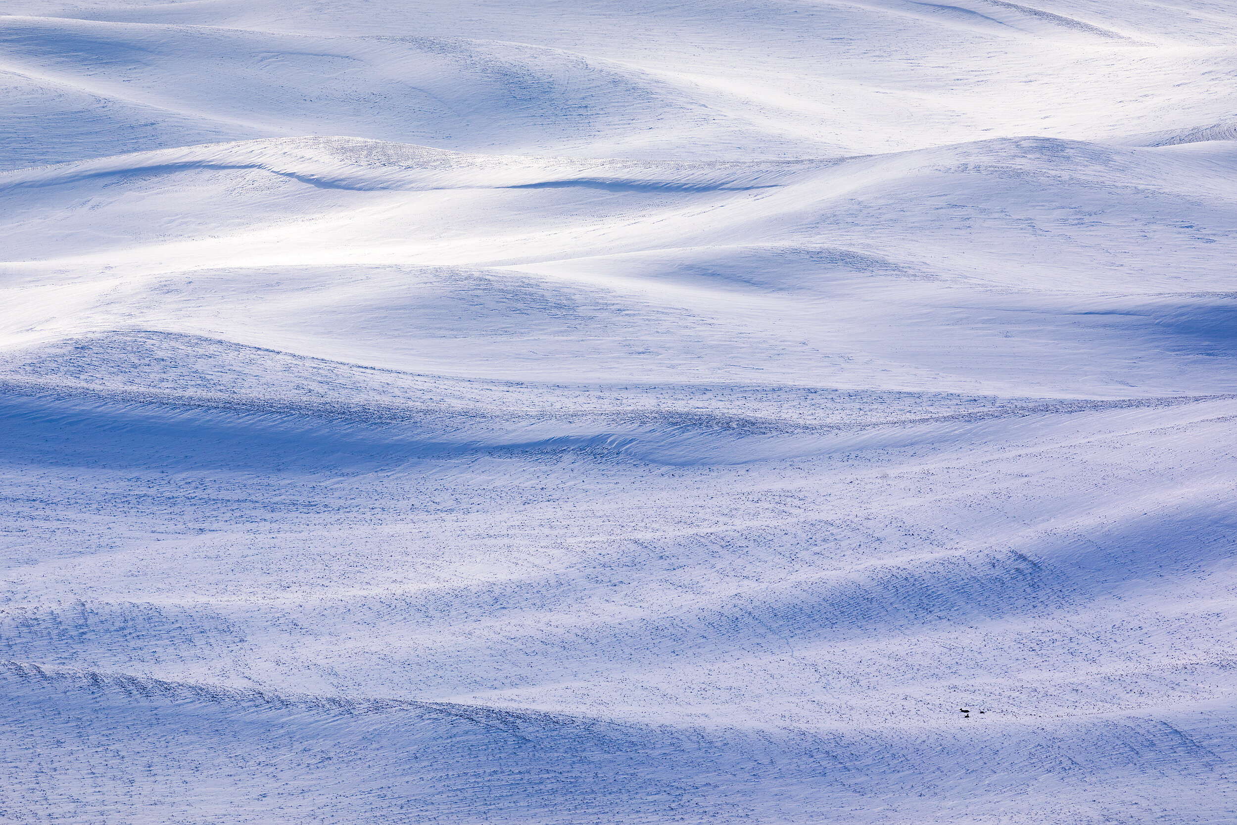 Deer Family Palouse Winter.jpg