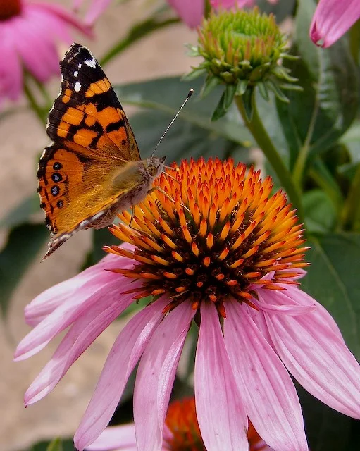 E- purpurea w-butterfly.jpg