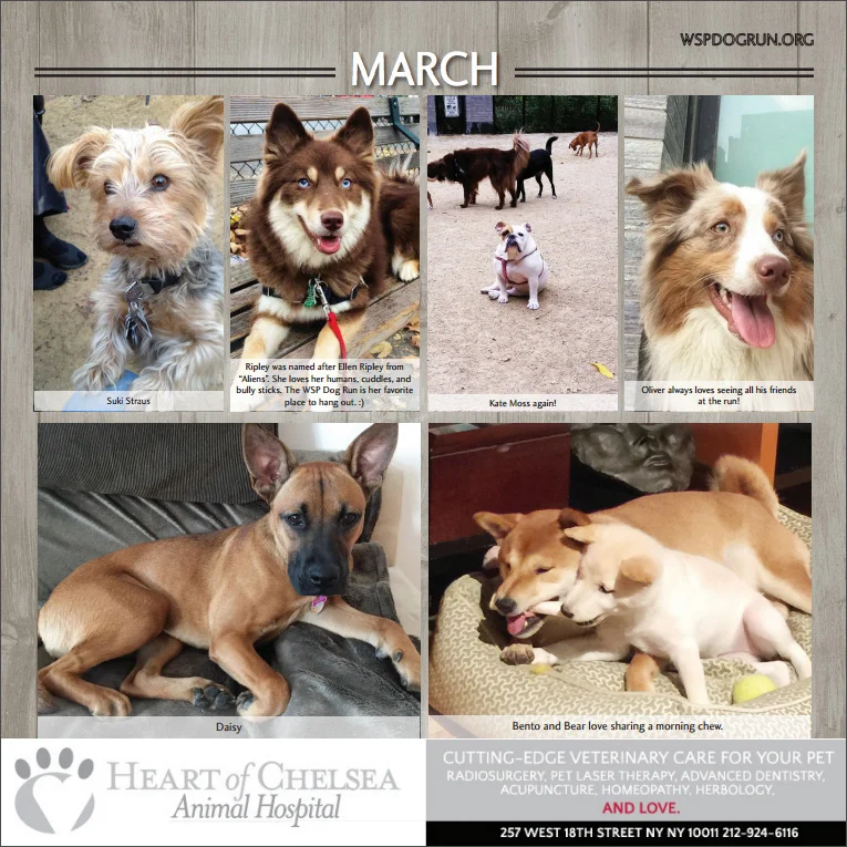 C March Dogs.jpg