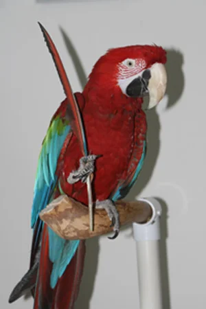 savbird.jpg