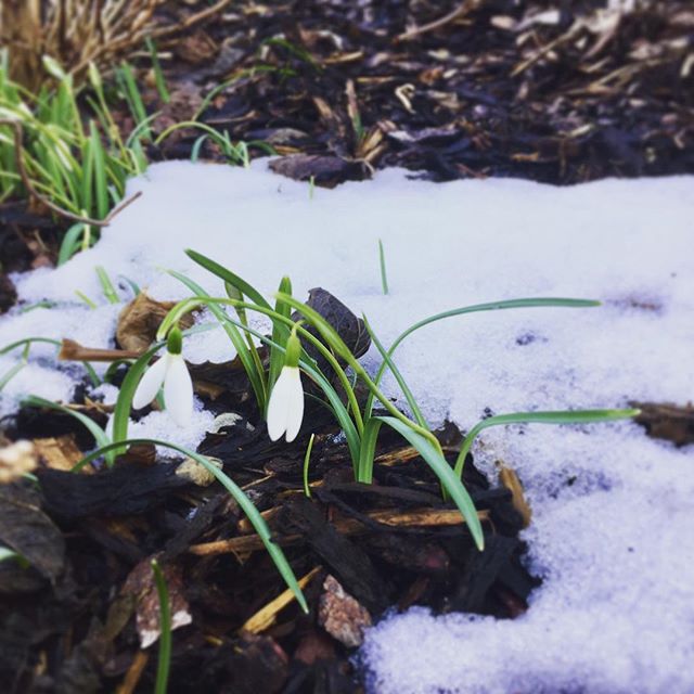 Spring is coming 
#FirstFlower #Snow