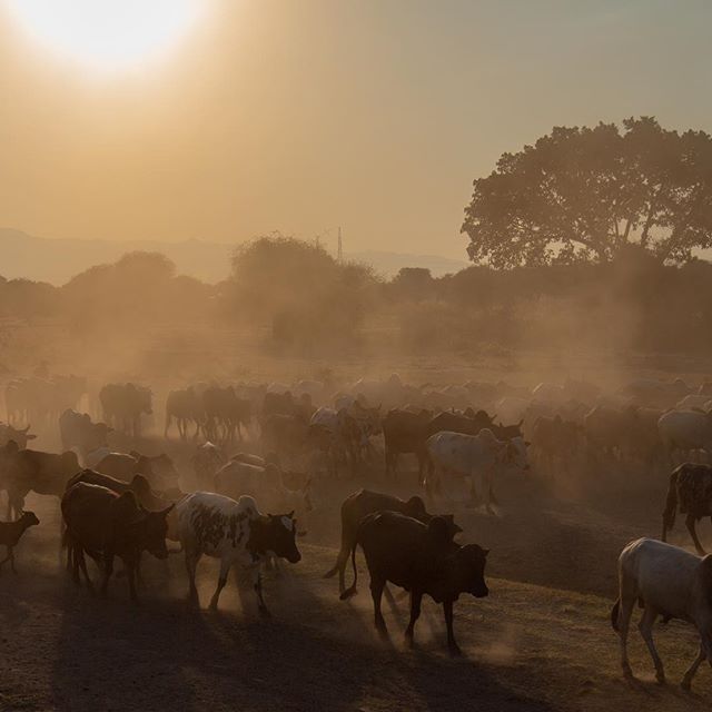 Cows of the #maasai .
#MobileMag #shotaroundmag #GrittySide #All2Epic&nbsp;#instagoodmyphoto #justgoshoot #peoplescreatives #exploretocreate #passionpassport #theoutbound #livefolk #lifeofadventure #BestVacations #worldtravelbook