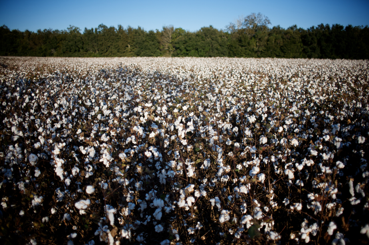 PenryCotton2.jpg