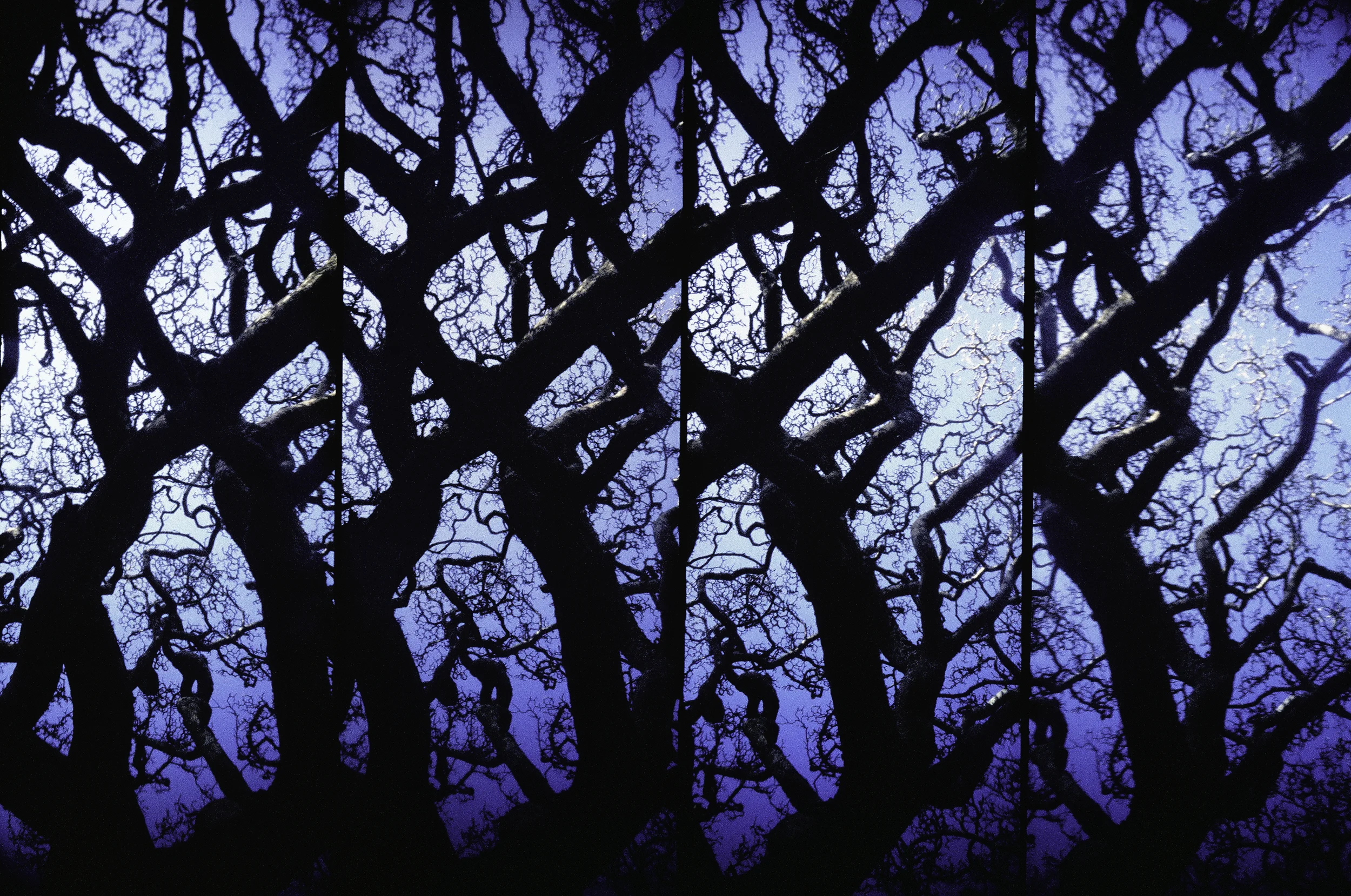 Fractal Trees