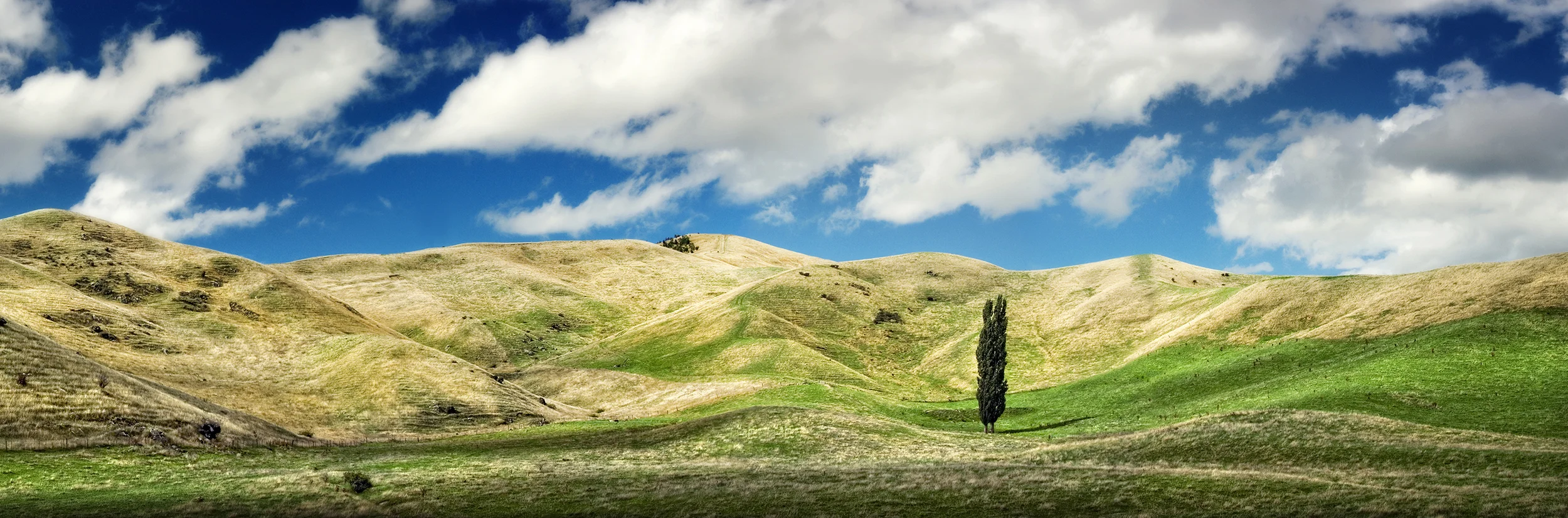 Wither Hills Tree
