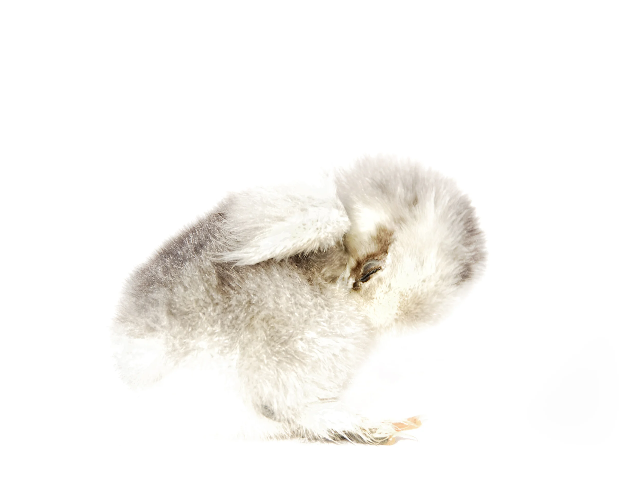 Preening Chick