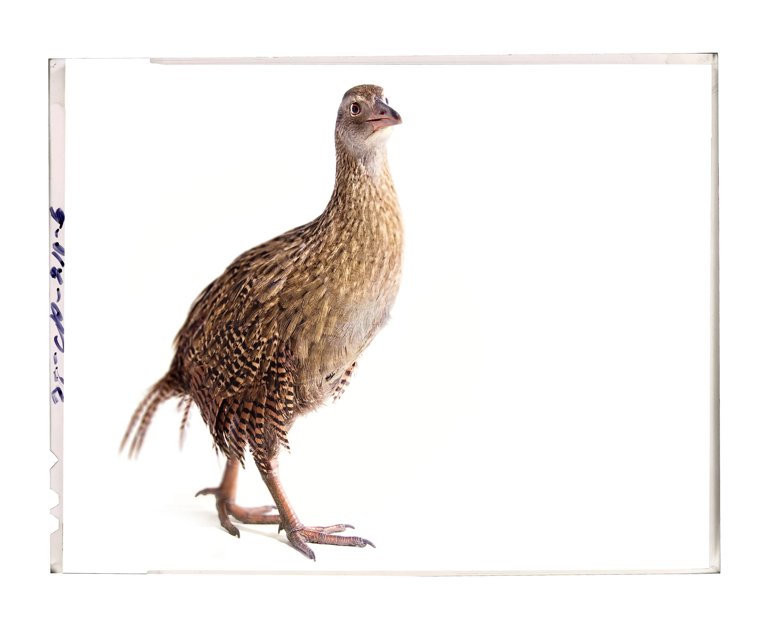 Weka