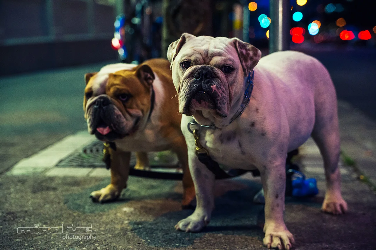 dogs.jpg