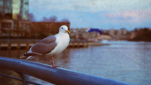 Seagull at the seawall