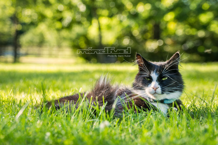 cat_1.jpg