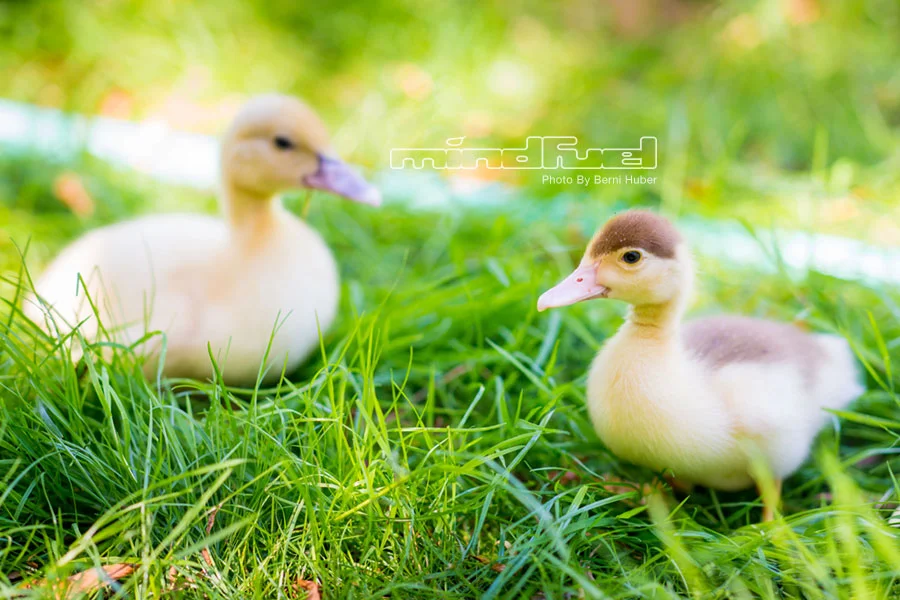 ducklings_1.jpg