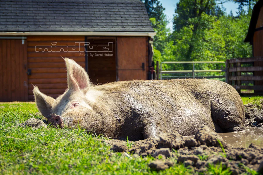 Lucy-in-the-mud.jpg
