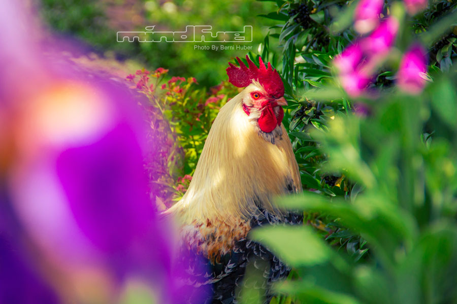 Popcorn-between-flowers.jpg