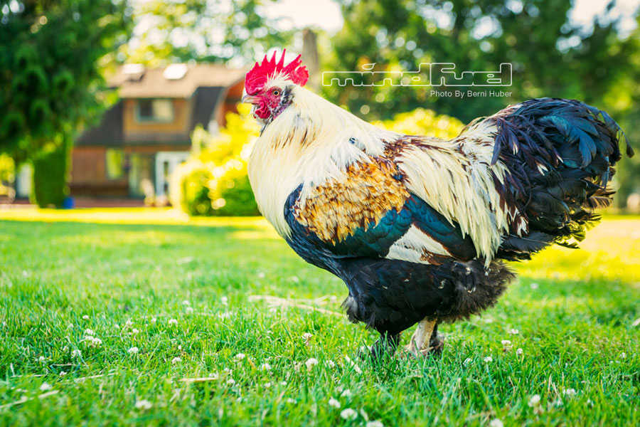 rooster_1.jpg