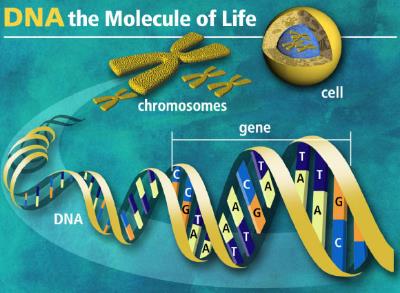 image_1305-genome.jpg