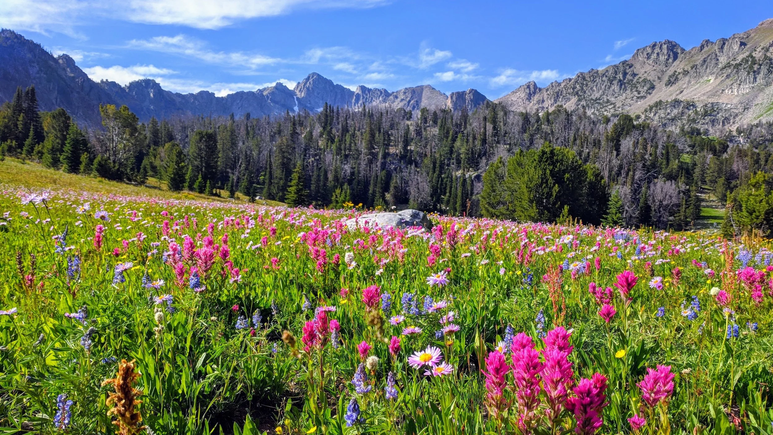 Photo from MSI 2018, at nearby Beehive Basin. Amazing wildflowers!