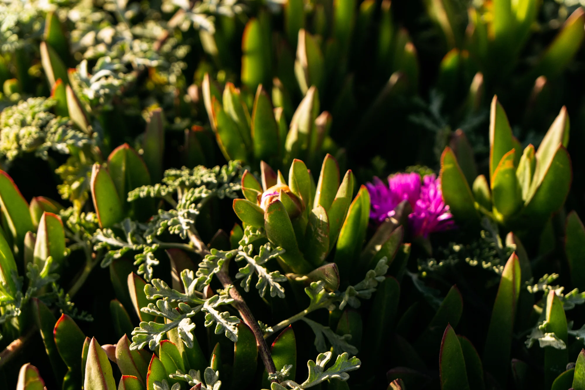 Monterey_LLV_low-res-211.jpg