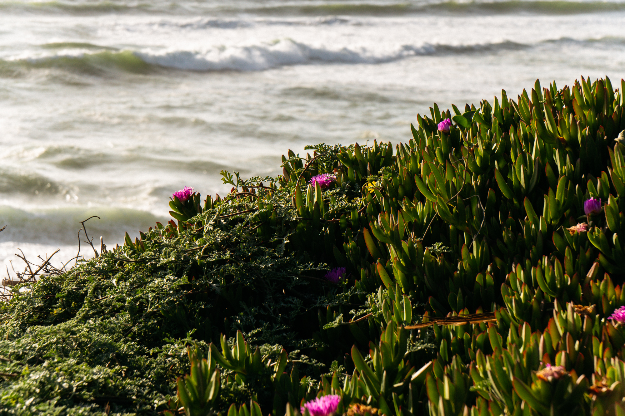Monterey_LLV_low-res-212.jpg
