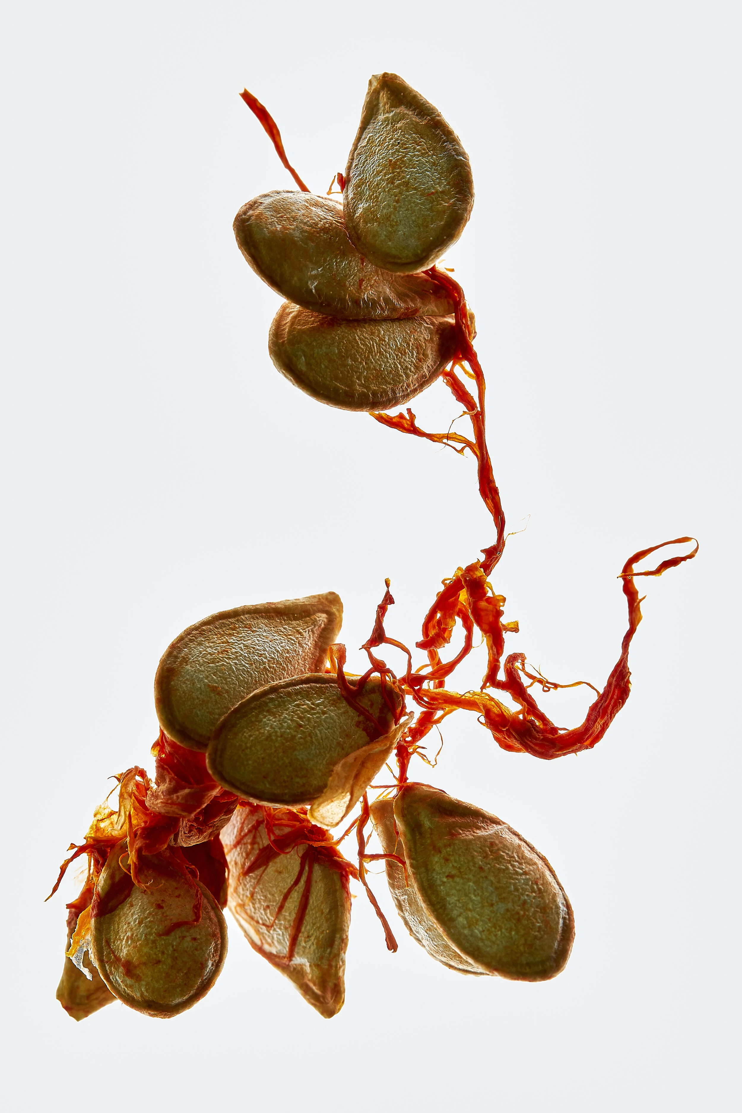 seeds butternut squash.jpg