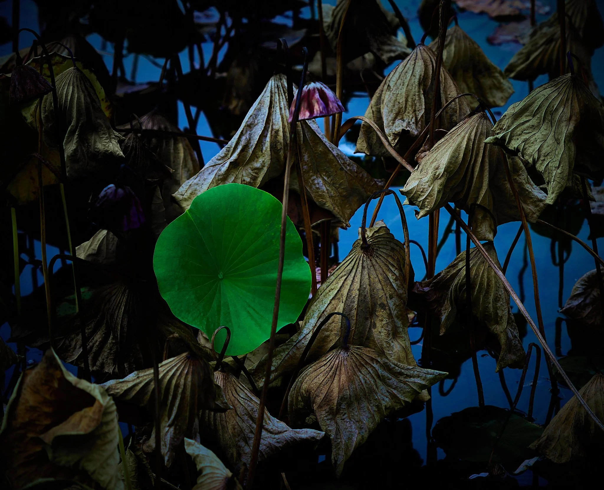 Nature 3.jpg