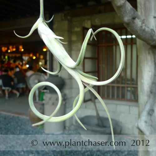 Tillandsia