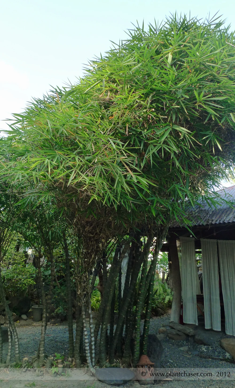 Buddha Bamboo