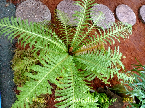 fern-species-noid-4.jpg