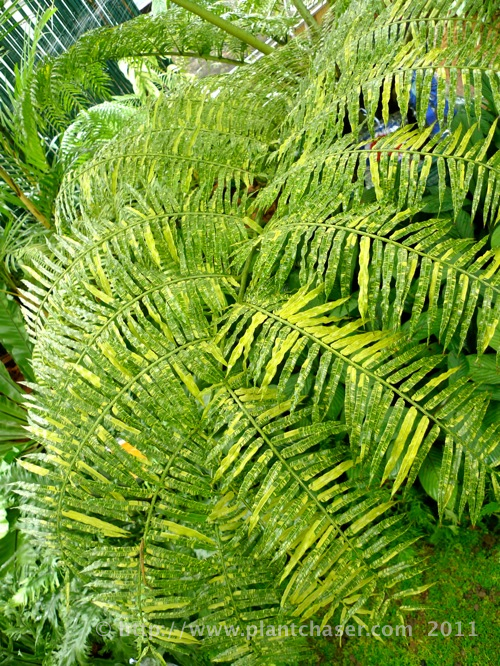 angiopteris-palmiformis-variegata-2.jpg