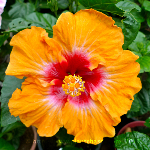 hibiscus-3.jpg
