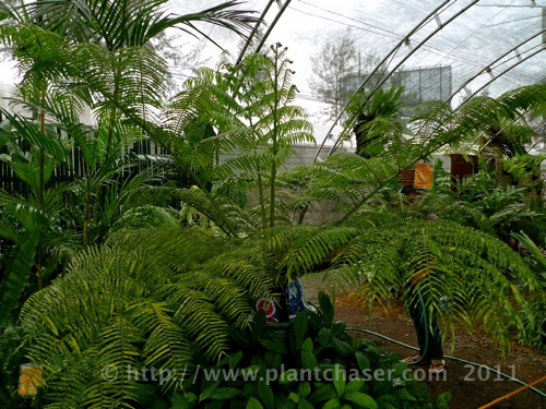 angiopteris-palmiformis-variegata-1.jpg