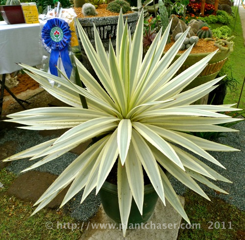 agave-angustifolia.jpg