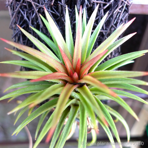 tillandsia-ionantha-apretado.jpg