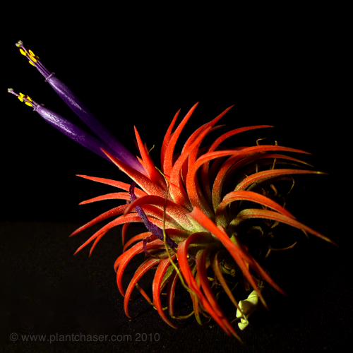 tillandsia-ionantha-2.jpg