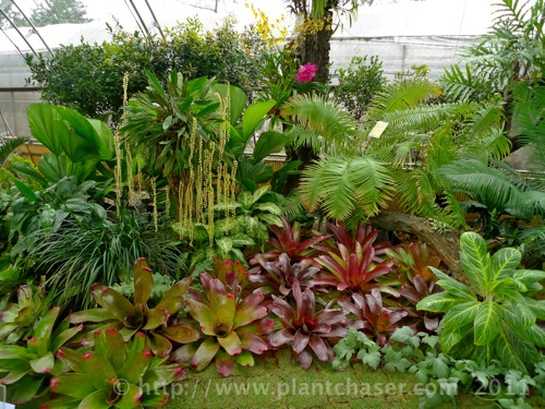 Urban Gardens Plant Chaser, Philippine Plants For Landscaping