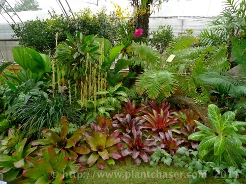 Urban Gardens Plant Chaser