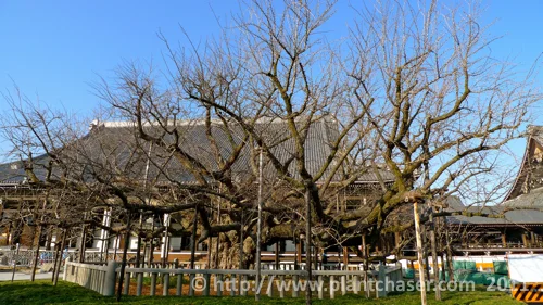 kyoto-nishi-hongwanji-tree.jpg