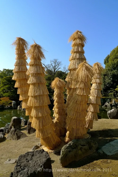 kyoto-nijo-ninomaru-4.jpg