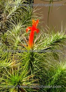 tfunkianaflower.jpg