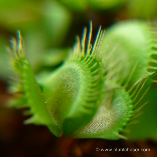venus-fly-trap-3.jpg