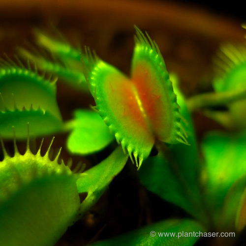 venus-fly-trap-1.jpg