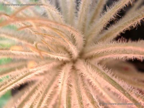 macro_mon_techtorum.jpg