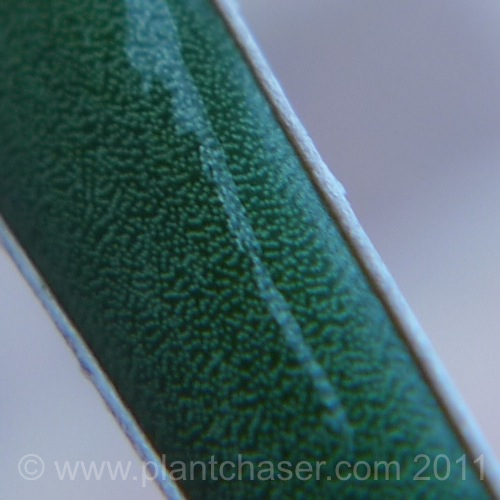 agave-parviflora-3.jpg