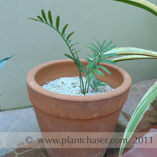encephalartos-altensteinii-3.jpg