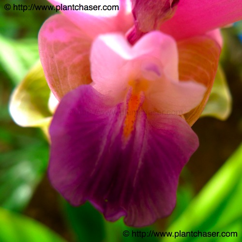 curcuma5.jpg